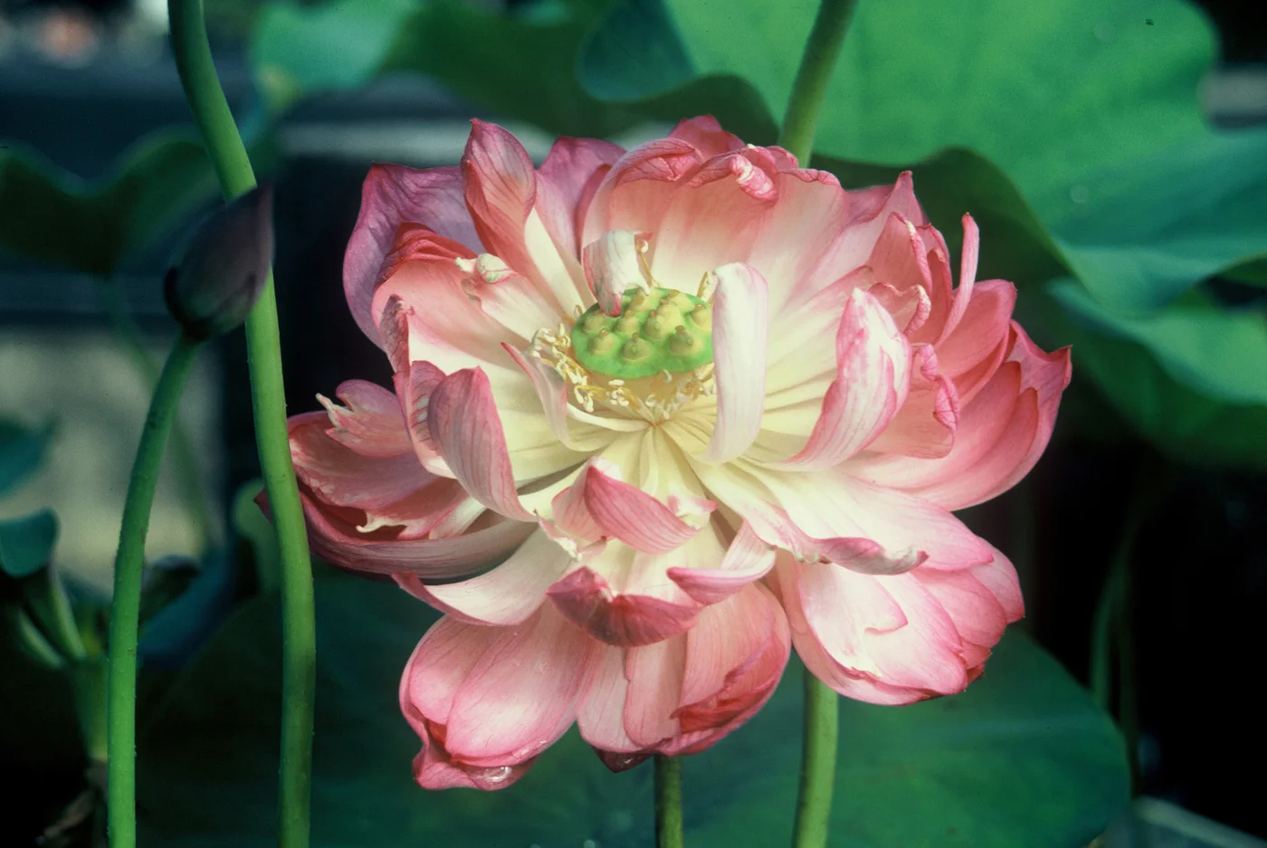 Nelumbo 'Momo Botan' — Florida Aquatic Nurseries
